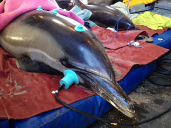 Az olaj a palackorrú delfineket sem kímélte