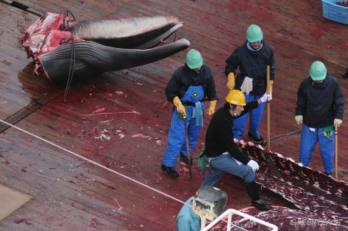Minden idők legrosszabb japán bálnavadász szezonja