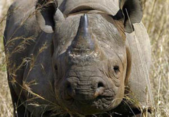 A nyugati fekete rinocérosz kihalt