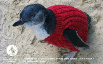 Kössön pingvin pulóvert!