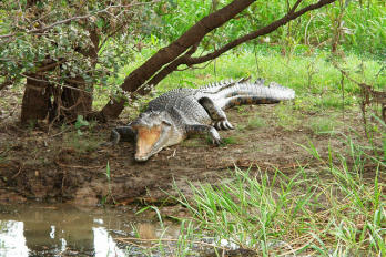 Betiltott krokodil szafari