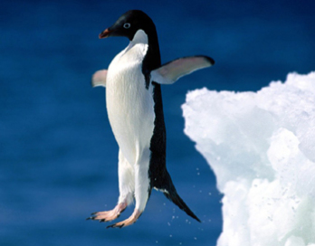 Íme a pingvingyilkos tényezők