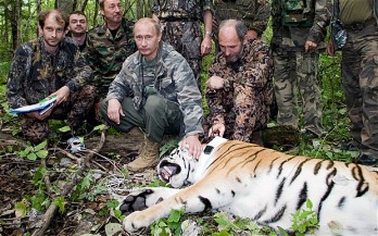 Kínába kóborolt Putyin tigrise