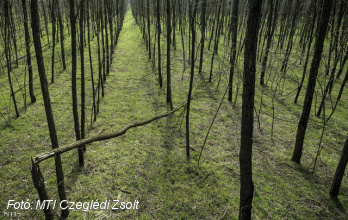 Magyarország erdőben is jobban teljesít
