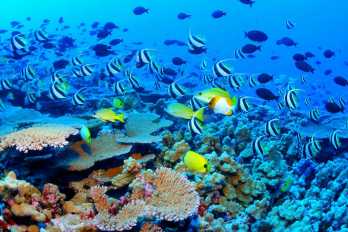 Rossz a korallzátony védelmi program