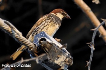 Eltűnt 421 millió európai madár