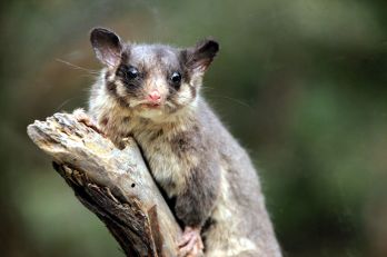Új nemzeti parkkal védenének egy ritka oposszumot