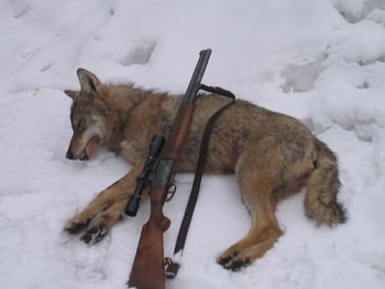 80 farkas kilövésére adtak engedélyt Szlovákiában
