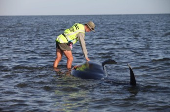 Tömeges delfinpusztulás Új-Zélandon