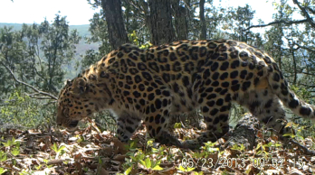 Nőtt az amuri leopárd állománya