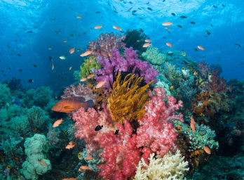 Műanyagfalók a Nagy-korallzátony korallpolipjai
