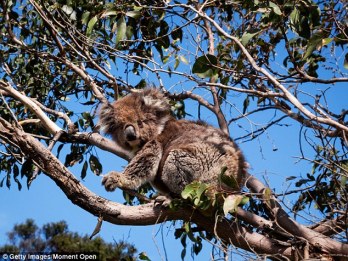 Budapesten 2 új, ausztráliában 700 halott koala