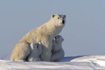 Fészekrablásra váltanak az éhes jegesmedvék