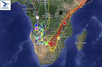 Elindult az afrikai vércse-expressz, a műholdadós kék és amuri vércsék tavaszi vonulása