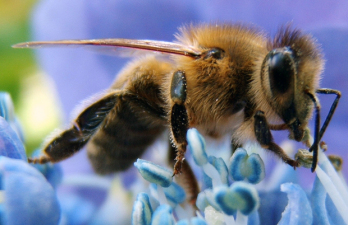 Méhvédelmi méregtelenítés Amerikában