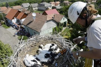 Indul a fehér gólyák lakossági látványgyűrűzése