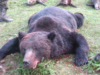 Mennyit ér egy medve élete Magyarországon?