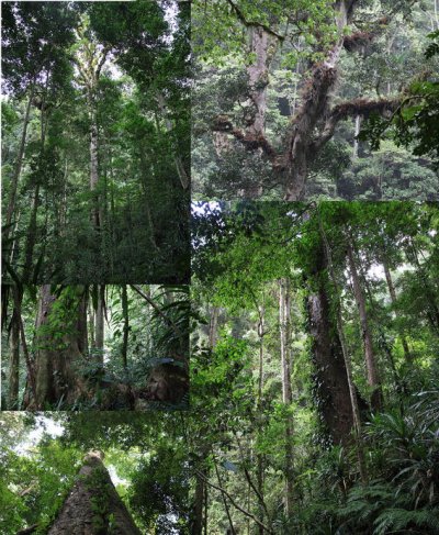 Afrika legmagasabb fája Entandrophragma excelsum Biodiversity and Conservation