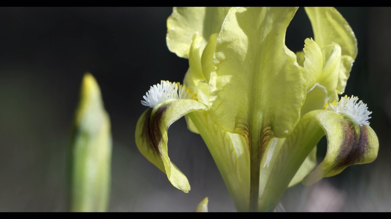 Apró nőszirom Iris pumila