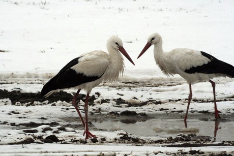 fehér gólyák áttelelése kép: Mezey Károly