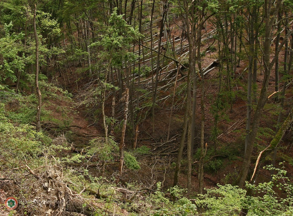 Bükki Nemzeti Park holtfa