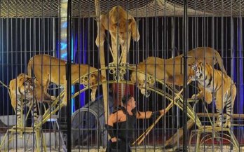 Stop a holland cirkuszi vadállatoknak