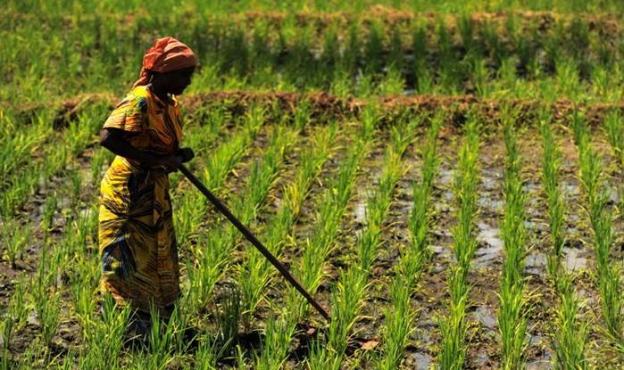 Amina Juma a rizsföldjét gondozza Tanzániában. Kép: ©FAO/Daniel Hayduk