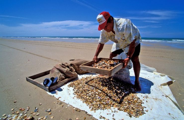 tengerpart kagylószitálás Belize © Jorge Sierra WWF-Spain